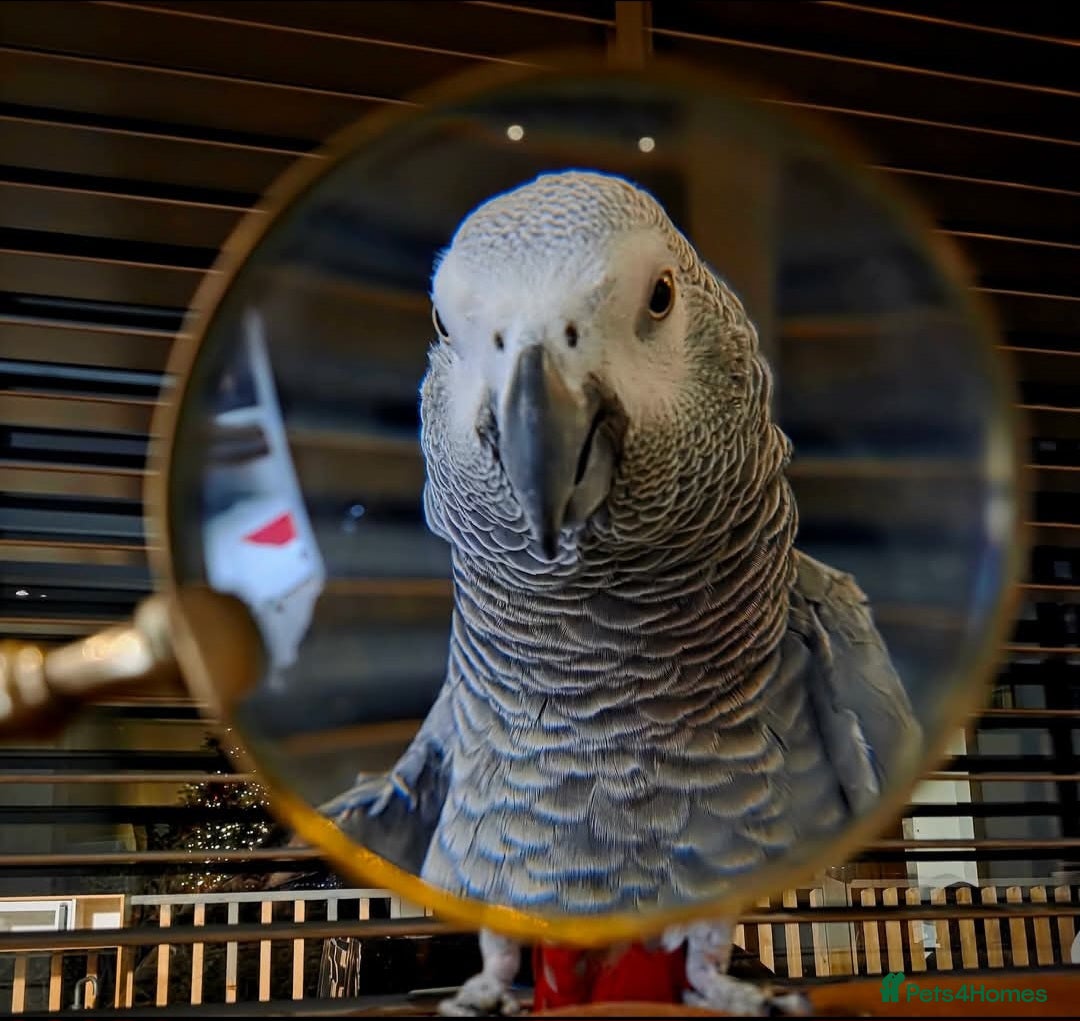 Parrots birds African grey - Advert 2