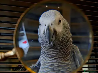 Parrots birds African grey - Advert 2