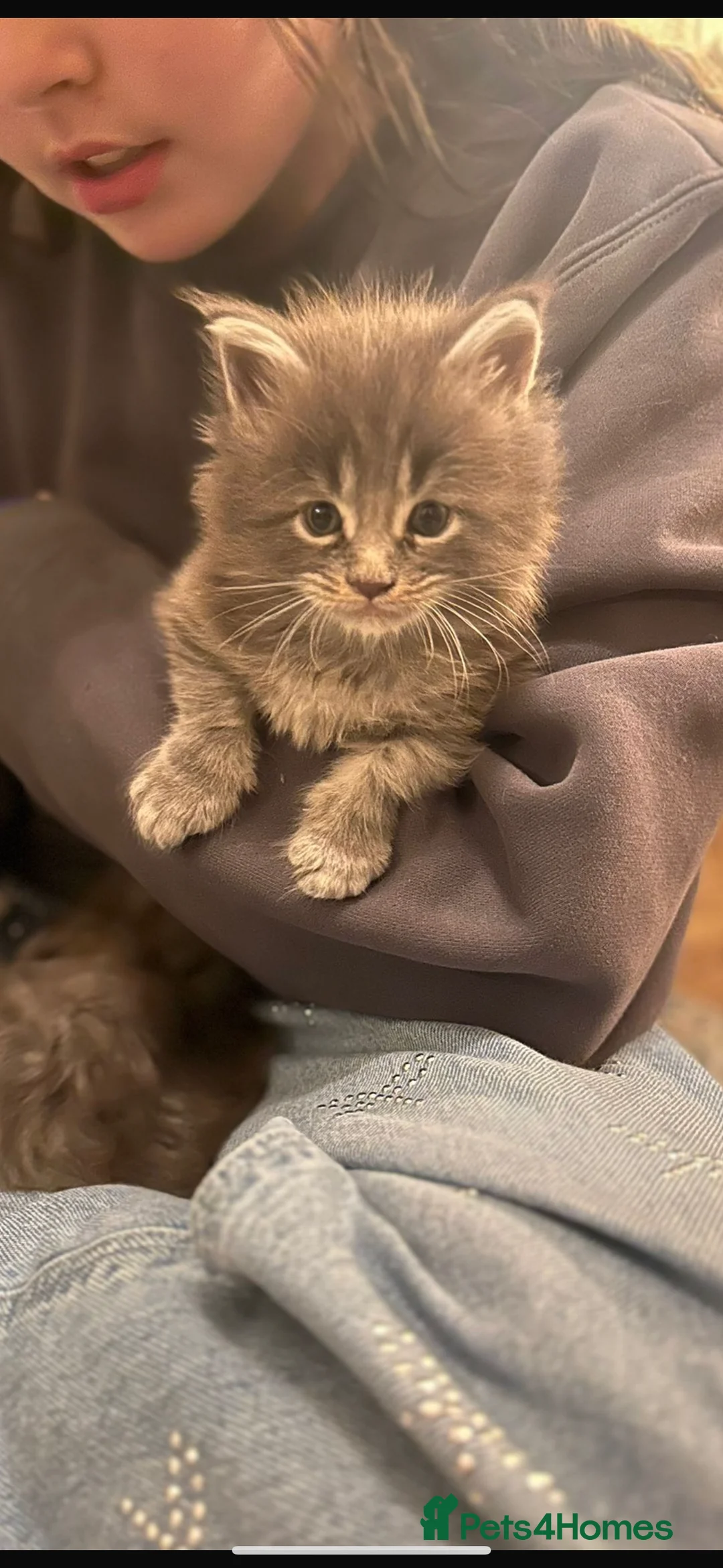 Maine Coon cats for sale: Maine Coon TICA registered✨ - Advert 8