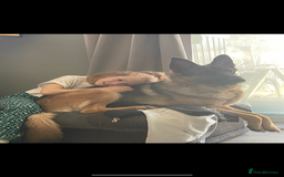 German Shepherd dogs for stud: West German working line for studying  - Image 5