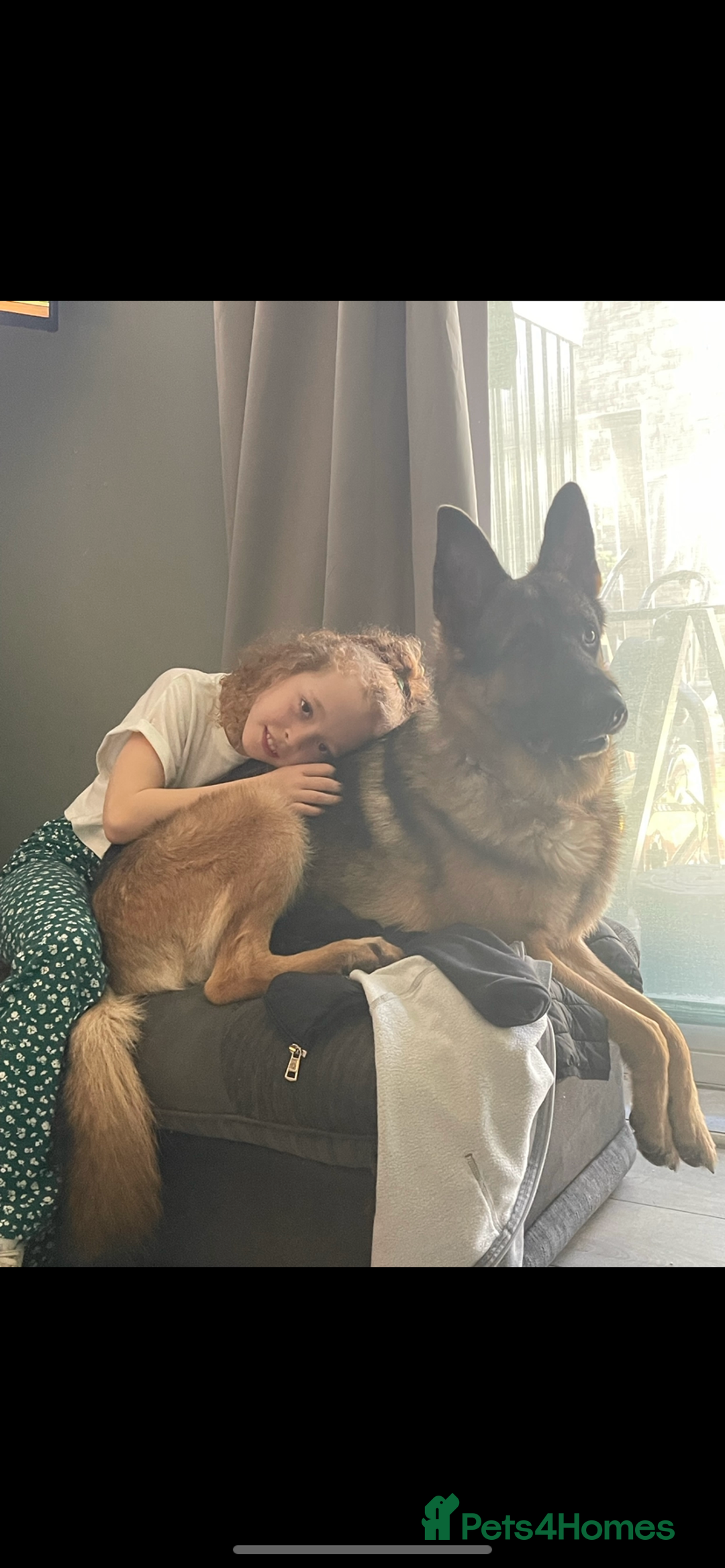 German Shepherd dogs for stud: West German working line for studying  - Image 5