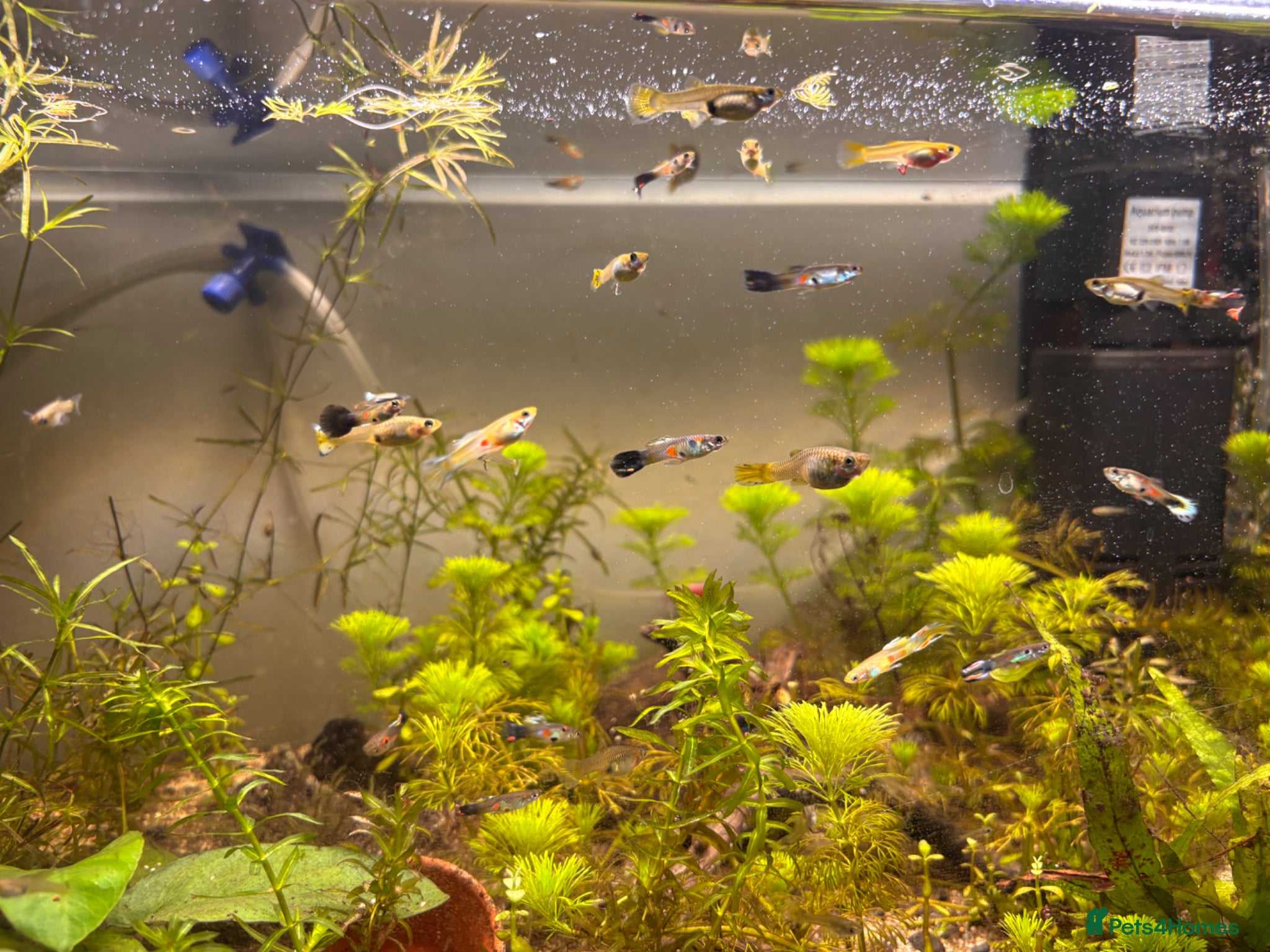 Live Bearers fish Mixed guppies  - Advert 1