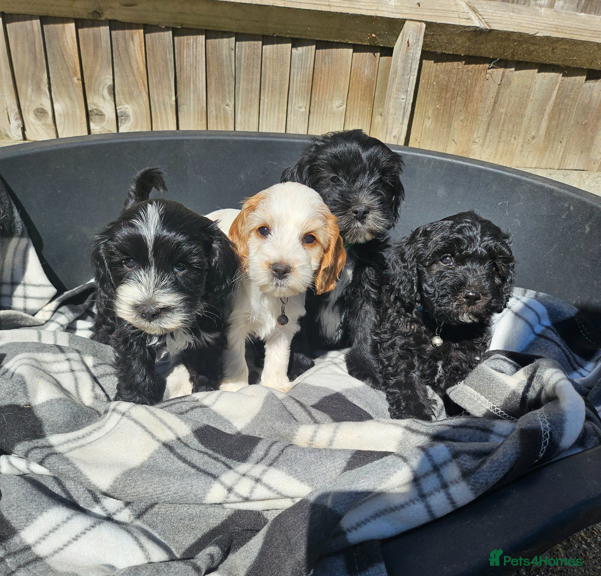 Cockapoo dogs  4 cockerpoo puppies remaining!!🐶🐶 - Advert 1