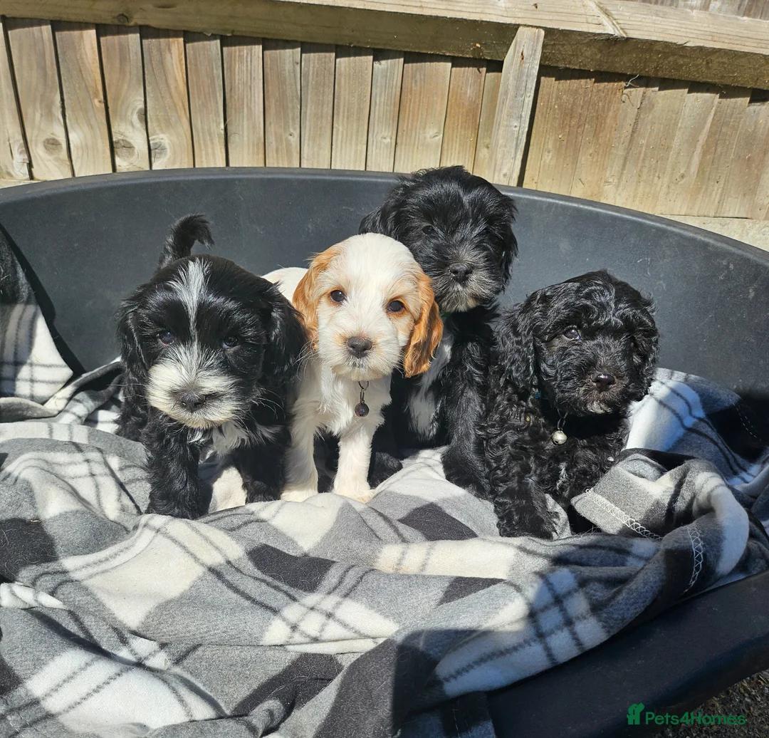 Cockapoo dogs for sale:  4 cockerpoo puppies remaining!!🐶🐶 - Advert 1