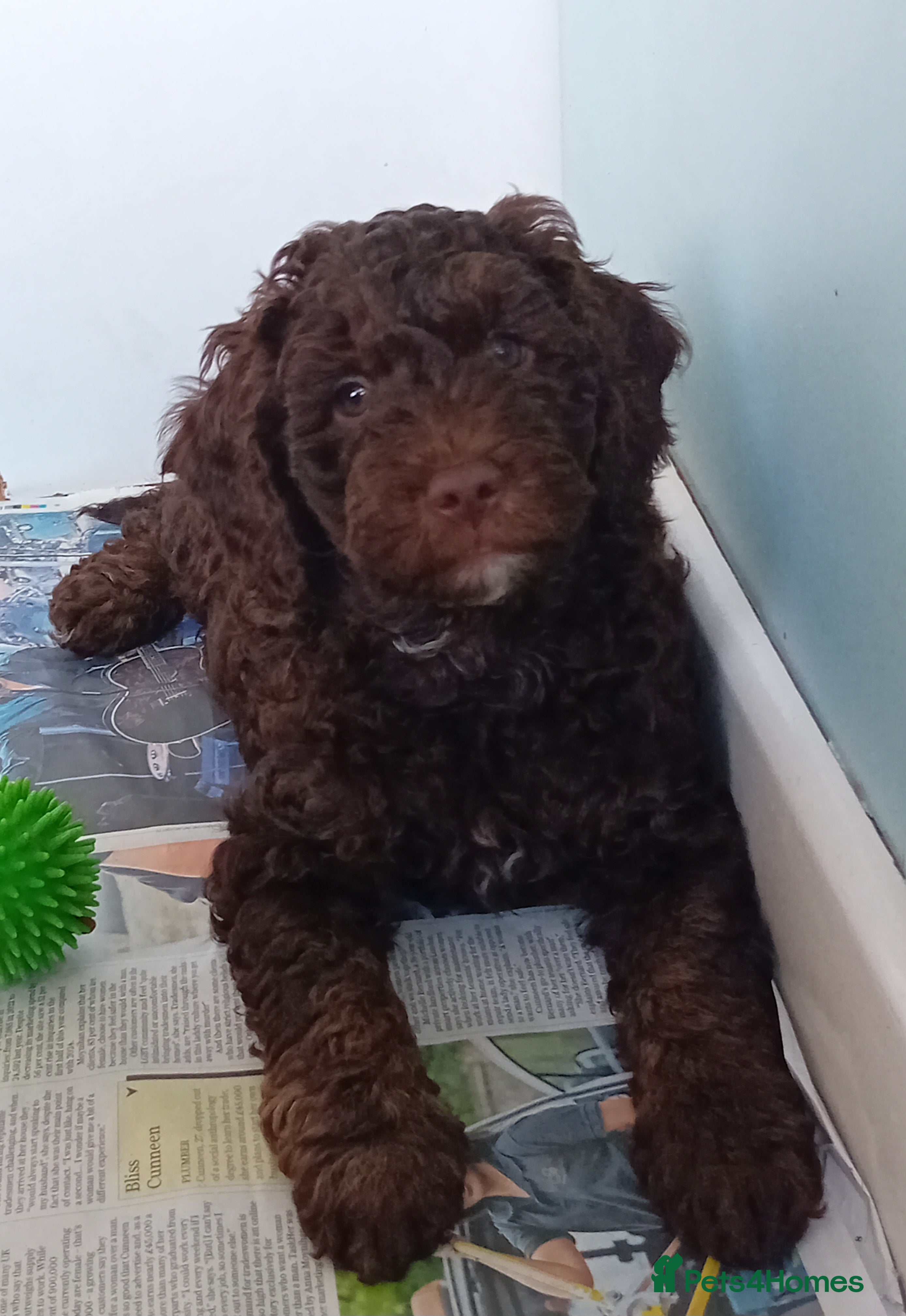 Mini Goldendoodle dogs Gorgeous Miniature Double Doodle puppies  - Advert 1