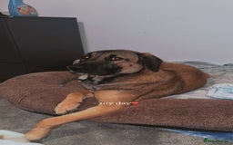 Mixed Breed dogs for sale: Belgium Mali x - Image 3