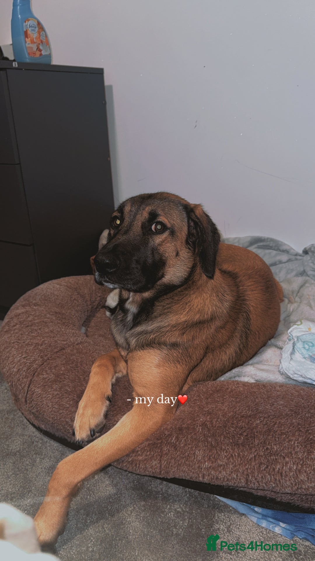 Mixed Breed dogs for sale: Belgium Mali x - Image 3