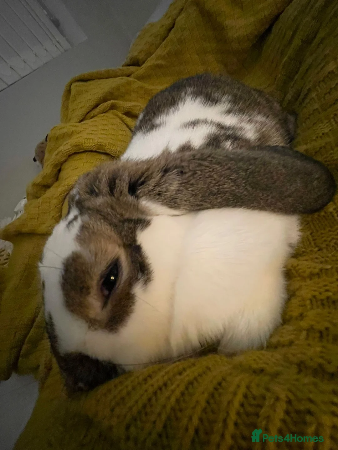 English Lop rabbits for sale: House/outdoor rabbit  in Stockport - Advert 2