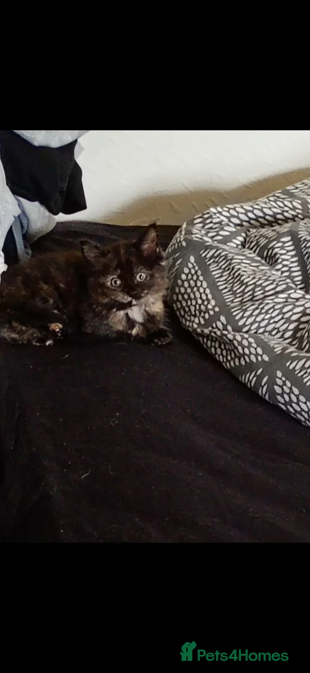 Mixed Breed cats for sale: £25 each Kittens - Advert 2