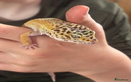 Leopard Gecko reptiles for sale: Female Leopard Geckos x 2 - Image 3