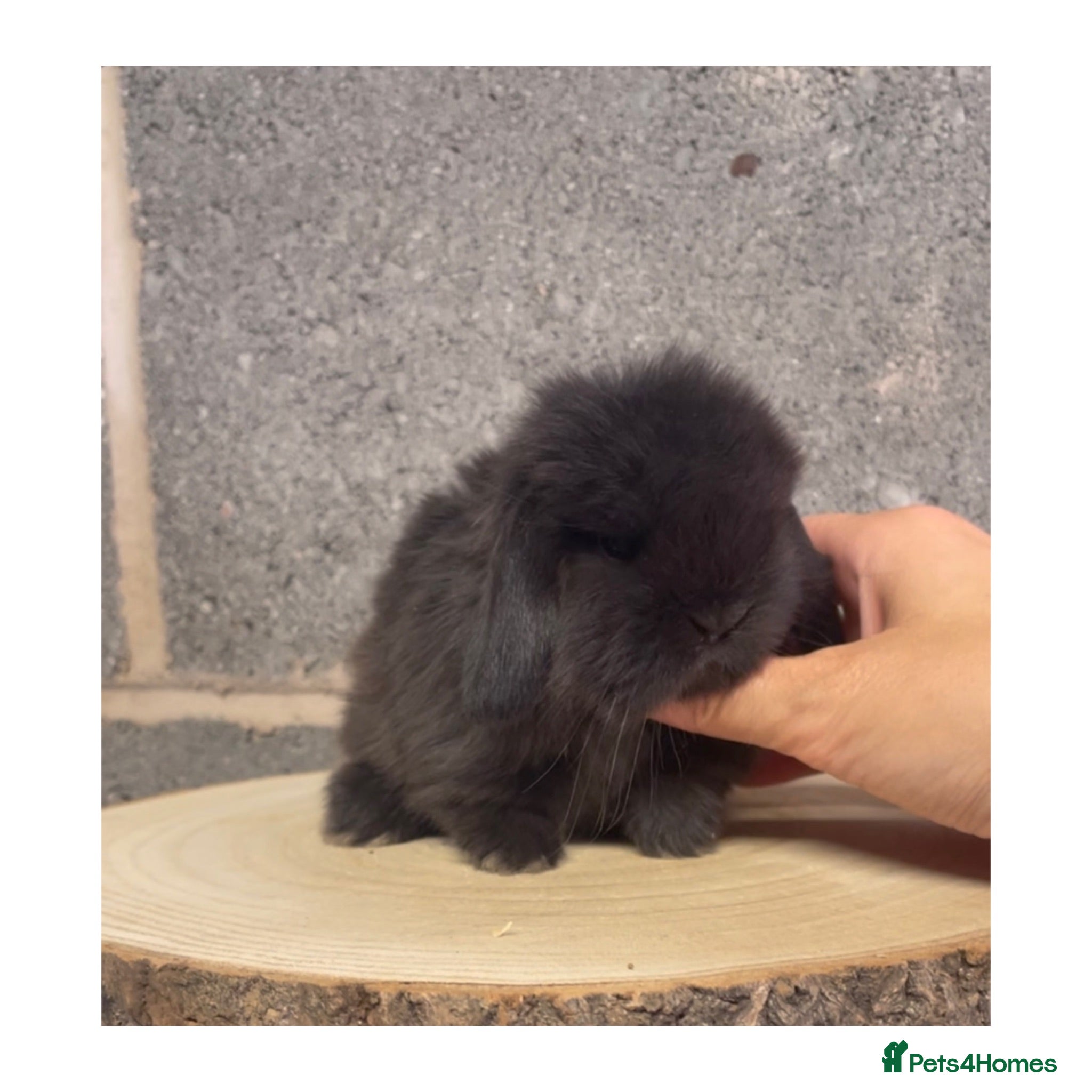 Mini Lop rabbits Beautiful mini lops for sale  - Advert 1