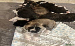 Akita dogs for sale: Akita Puppies for Sale - Advert 12
