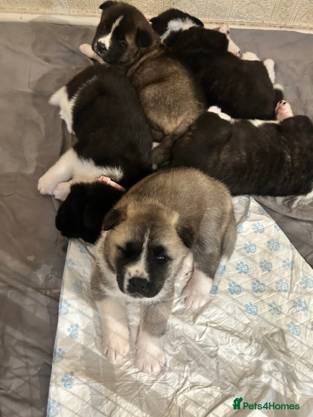 Akita dogs for sale: Akita Puppies for Sale - Advert 12