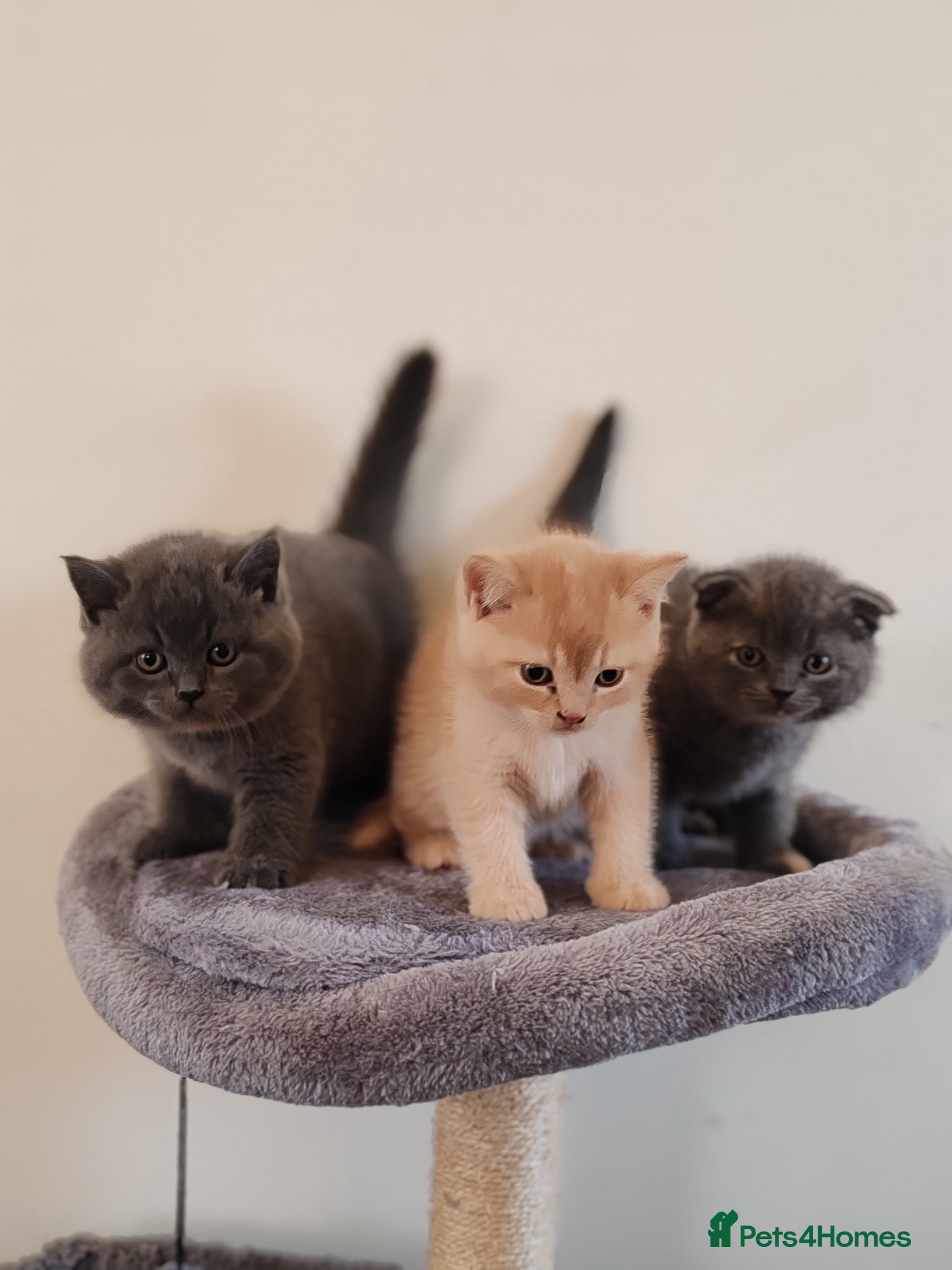 Scottish Fold cats Scottish fold x BSH kittens - Advert 1