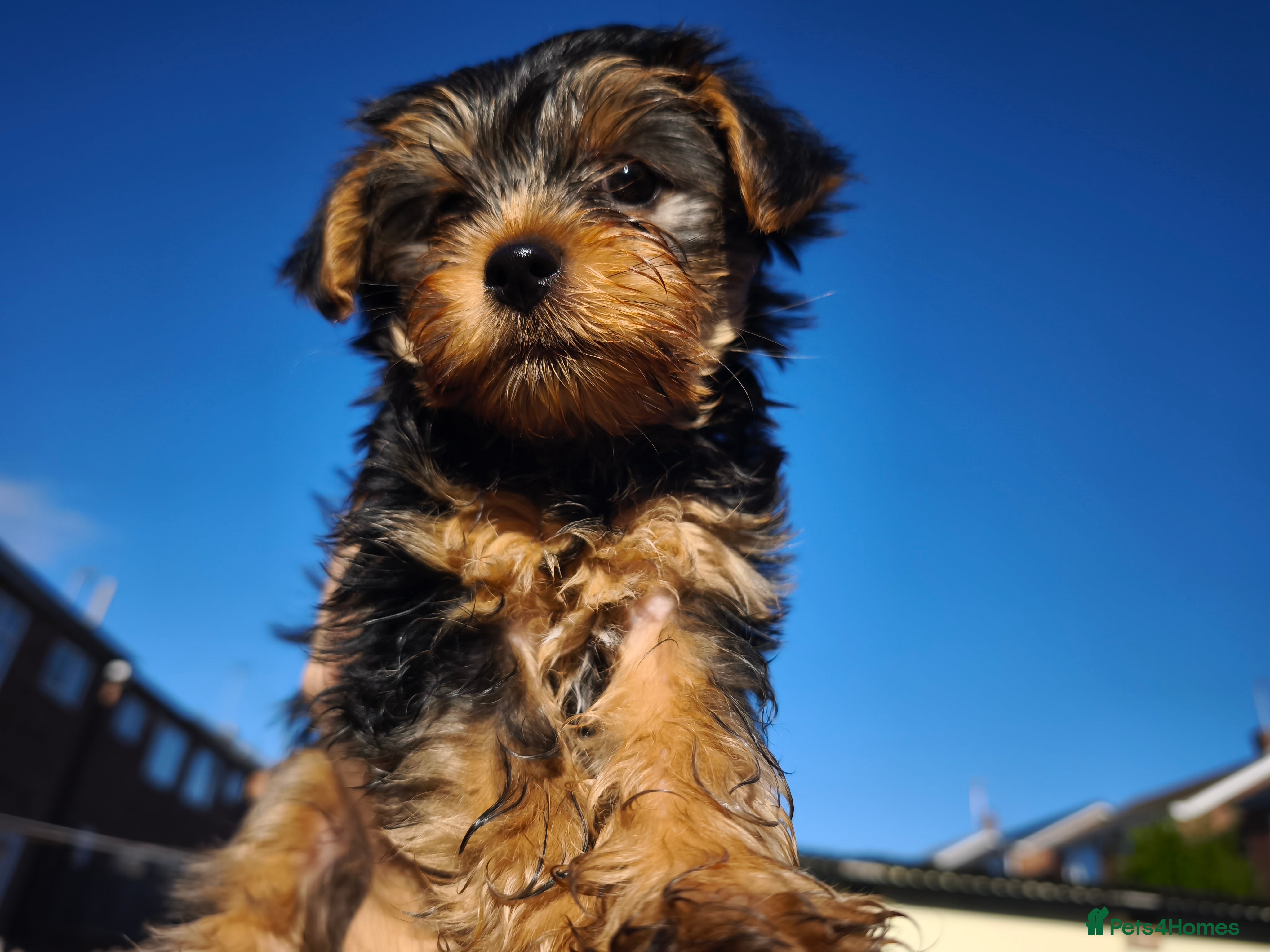 Yorkshire Terrier dogs Beautiful Yorkshire Terrier Pupp – 2 Girls & 1 Boy - Advert 2