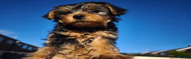 Yorkshire Terrier 3 - Rosie