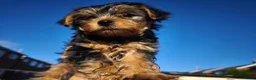 Yorkshire Terrier dogs for sale: Beautiful Yorkshire Terrier Pupp – 2 Girls & 1 Boy - Advert 17