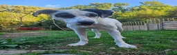 Mixed Breed dogs for adoption: Flipper for adoption in London - Advert 10