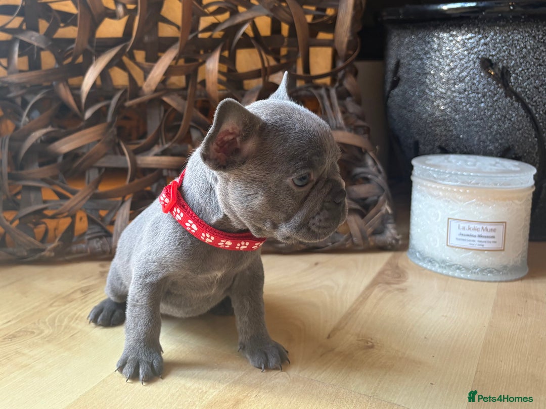 French Bulldog dogs for sale: Pedigree Frenchies - New Shade Isabella’s & Lilacs - Image 19