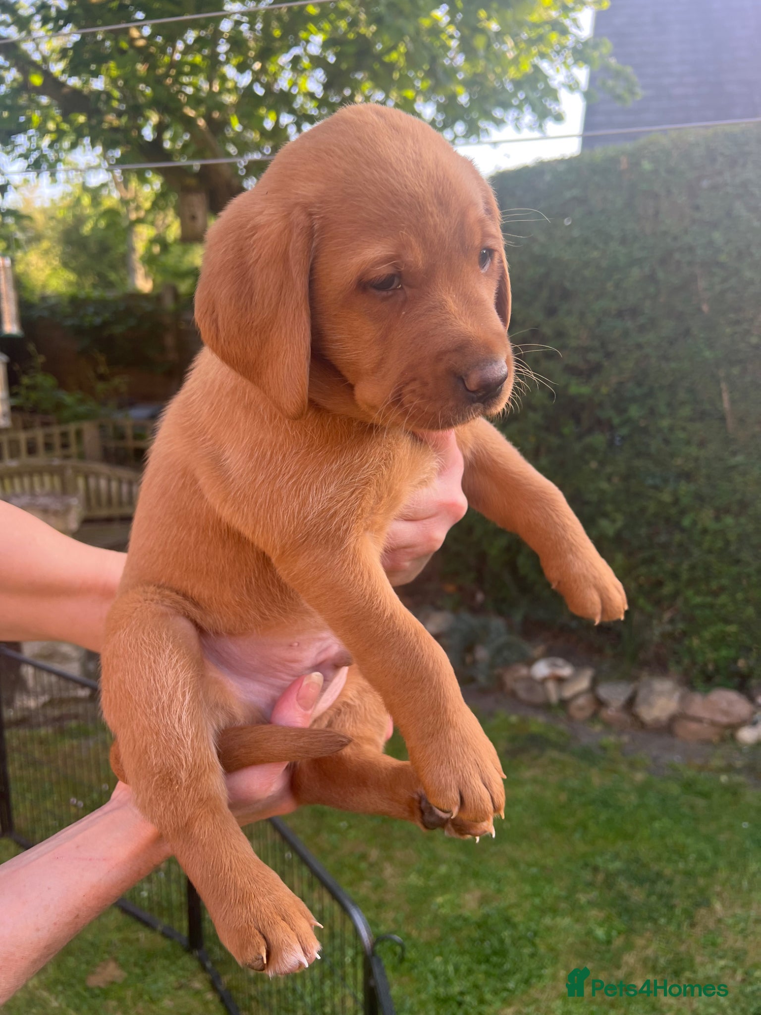 Labrador Retriever dogs Gorgeous Labrador Puppies For Sale - Advert 2