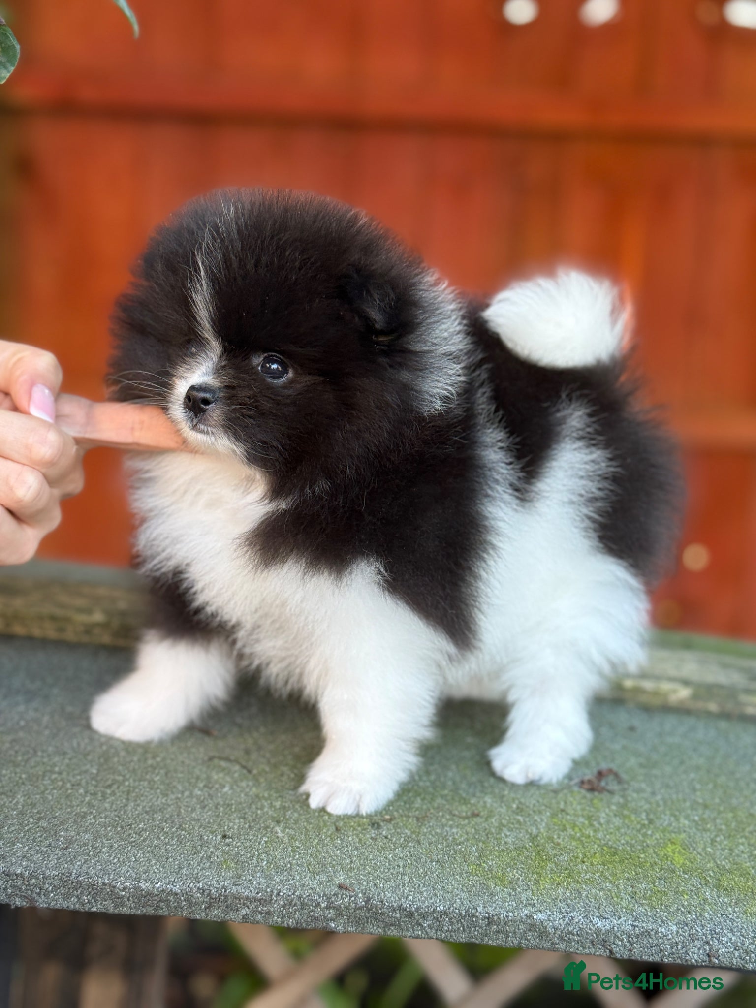 Pomeranian dogs Beautiful Pomeranian Girls – Merle & Parti Colour  - Advert 4