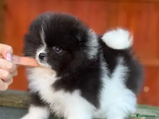 Pomeranian dogs Beautiful Pomeranian Girls – Merle & Parti Colour - Advert 4