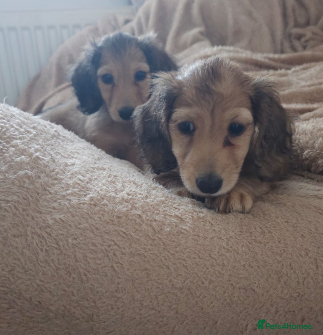 Dachshund dogs for sale: Miniature dachshunds - Image 29