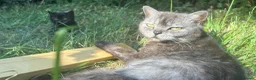 British Shorthair cats for sale:  ** s for the right homes x in High Wycombe - Advert 6