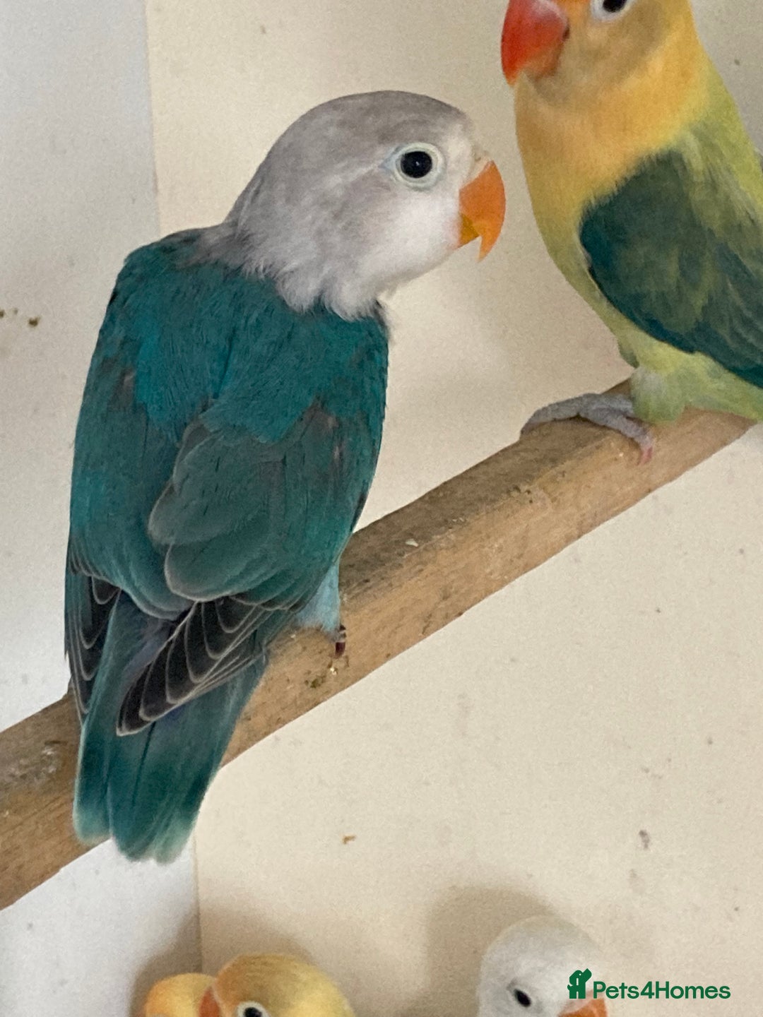 Lovebirds birds for sale: Love Birds - Advert 4