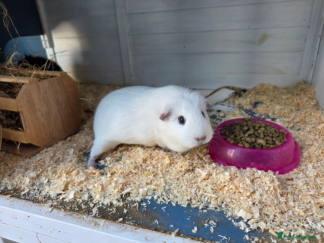 Guinea Pig rodents for sale: 2x Female Guinea Pigs & Bluebell Hutch - Image 5