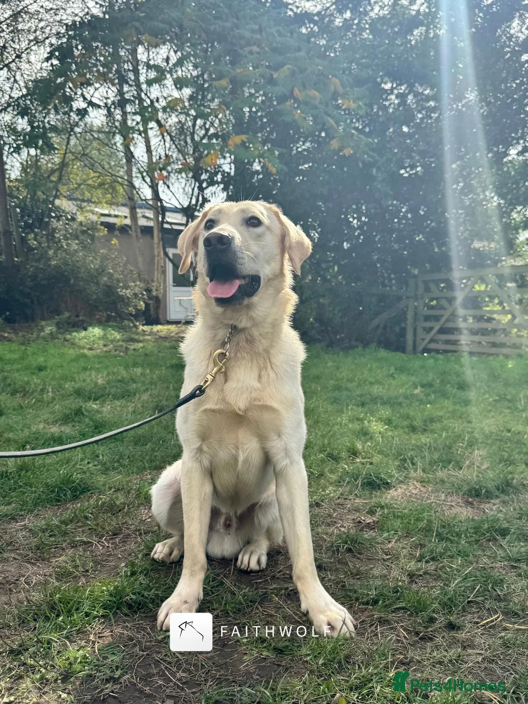 Labrador Retriever dogs for sale: Paddy - Fully Trained Pet Labrador - Advert 4