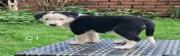 Border Collie dogs for sale: Adorable Puppies - Advert 10