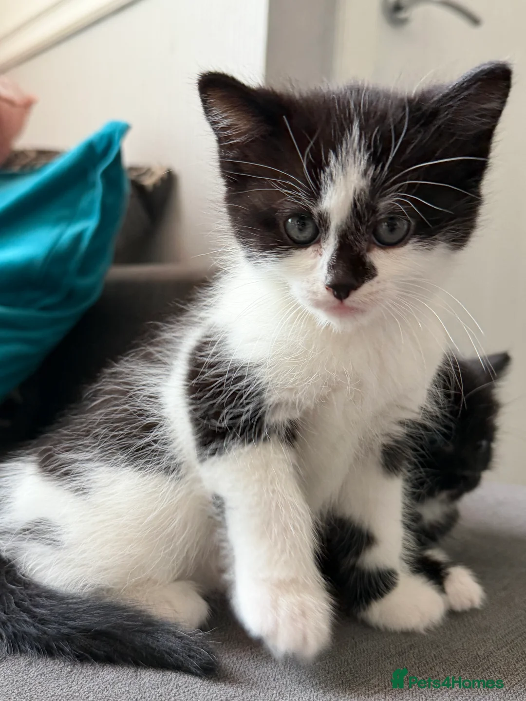 British Shorthair cats for sale: Cute kittens for sale - Advert 3