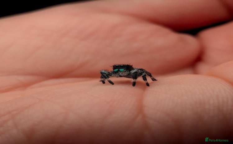 Spiders invertebrates - Advert 1