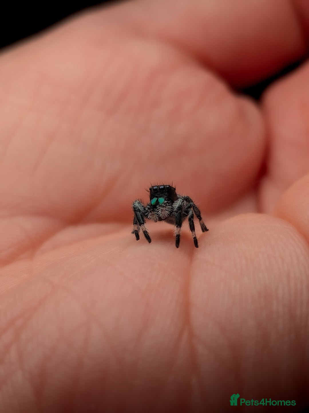 Spiders invertebrates for sale: i6 Phidippus Regius Bahamas male (randomly picked) - Image 1