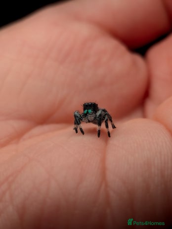 Spiders invertebrates - Advert 4