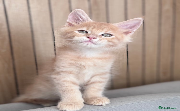 Maine Coon cats - Advert 12