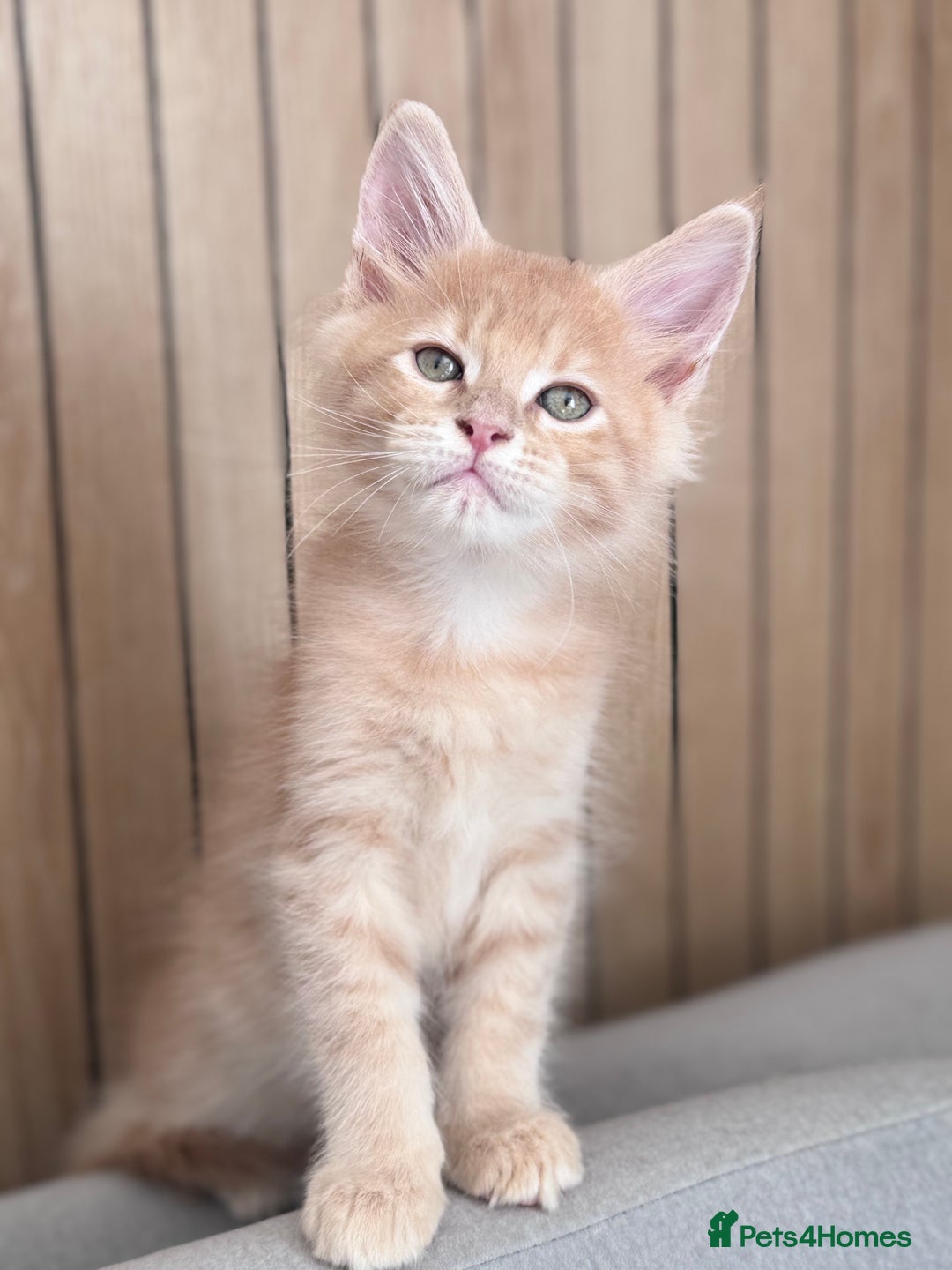 Maine Coon cats for sale: 🌟🌟Beautiful Maine Coon kittens 🌟🌟 - Image 14