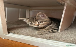 Brazilian Shorthair cats for sale: 3 British short hair x bengal kittens - Image 5