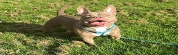 American Bully dogs for sale: Micro exotic female in New Milton - Advert 1