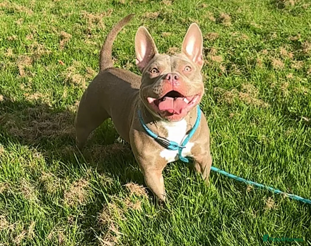 American Bully dogs for sale: Micro exotic female in New Milton - Advert 1