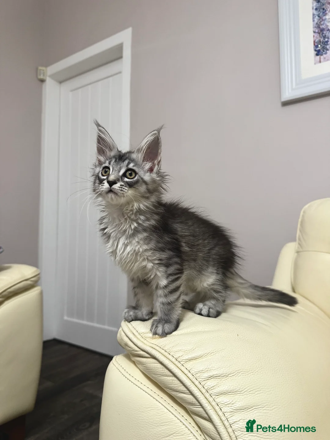 Maine Coon cats for sale: MaineCoonKitten🏆20+gen🧬Outstadning Full Pedigree - Advert 32