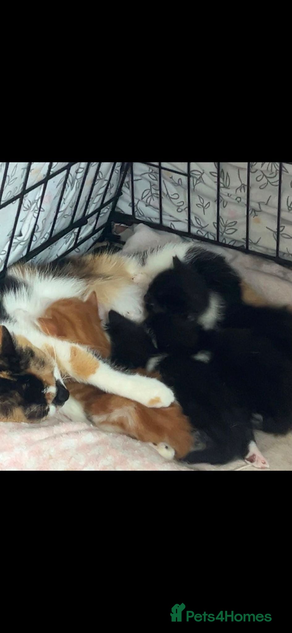 Mixed Breed cats 3 beautiful kittens - Advert 15