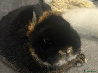 Mixed Breed rabbits Regal Rabbit for sale - Advert 2