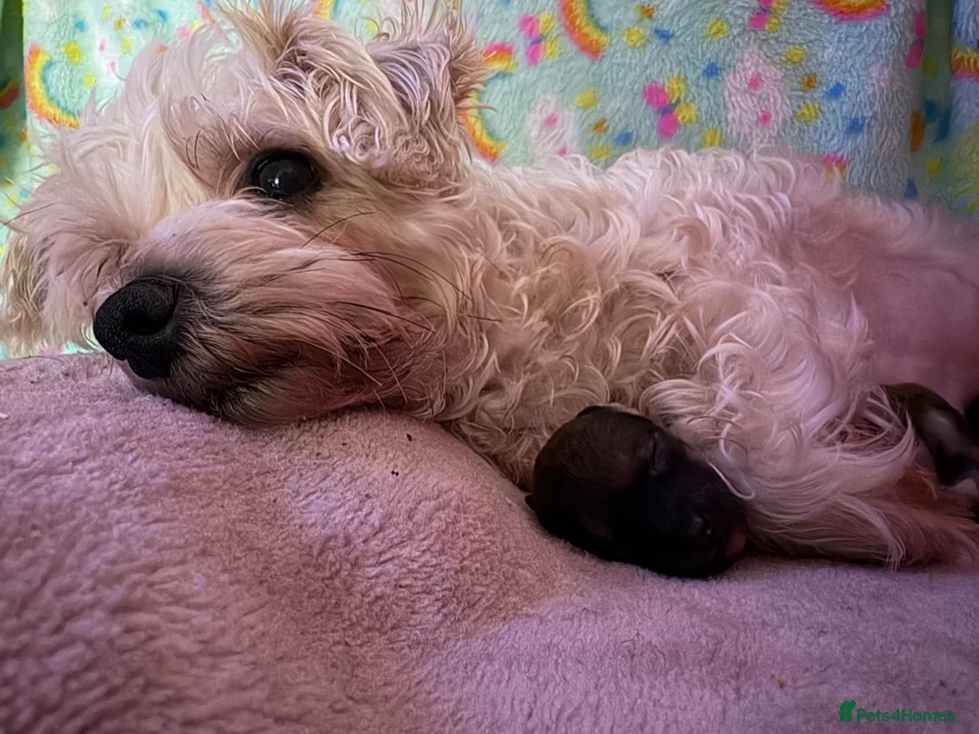 Mixed Breed dogs for sale: 8 week old boy in Clacton-on-Sea - Advert 1