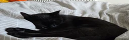 Domestic Shorthair cats for sale: Very Affectionate Girl Looking for a Loving Home - Advert 3