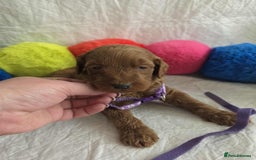 Goldendoodle dogs for sale: 👑Superb Rare Toy/Mini Deepest Red Goldendoodles👑 - Image 8