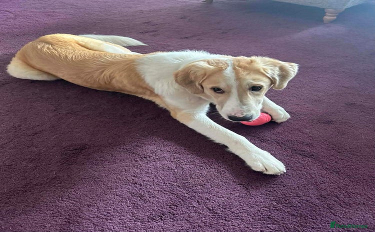 Mixed Breed dogs 💚 Lovely Lisa 💚 - Advert 12