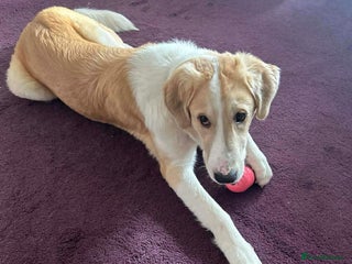 Mixed Breed dogs 💚 Lovely Lisa 💚 - Advert 8