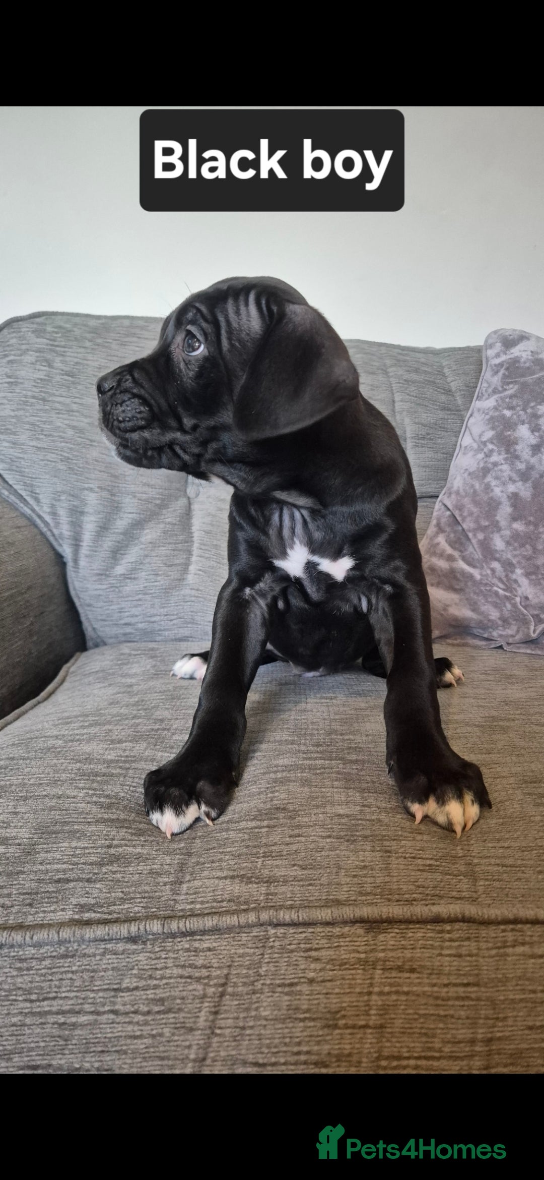 Cane Corso dogs for sale: Ready for new homes, cane corsos.  - Advert 8